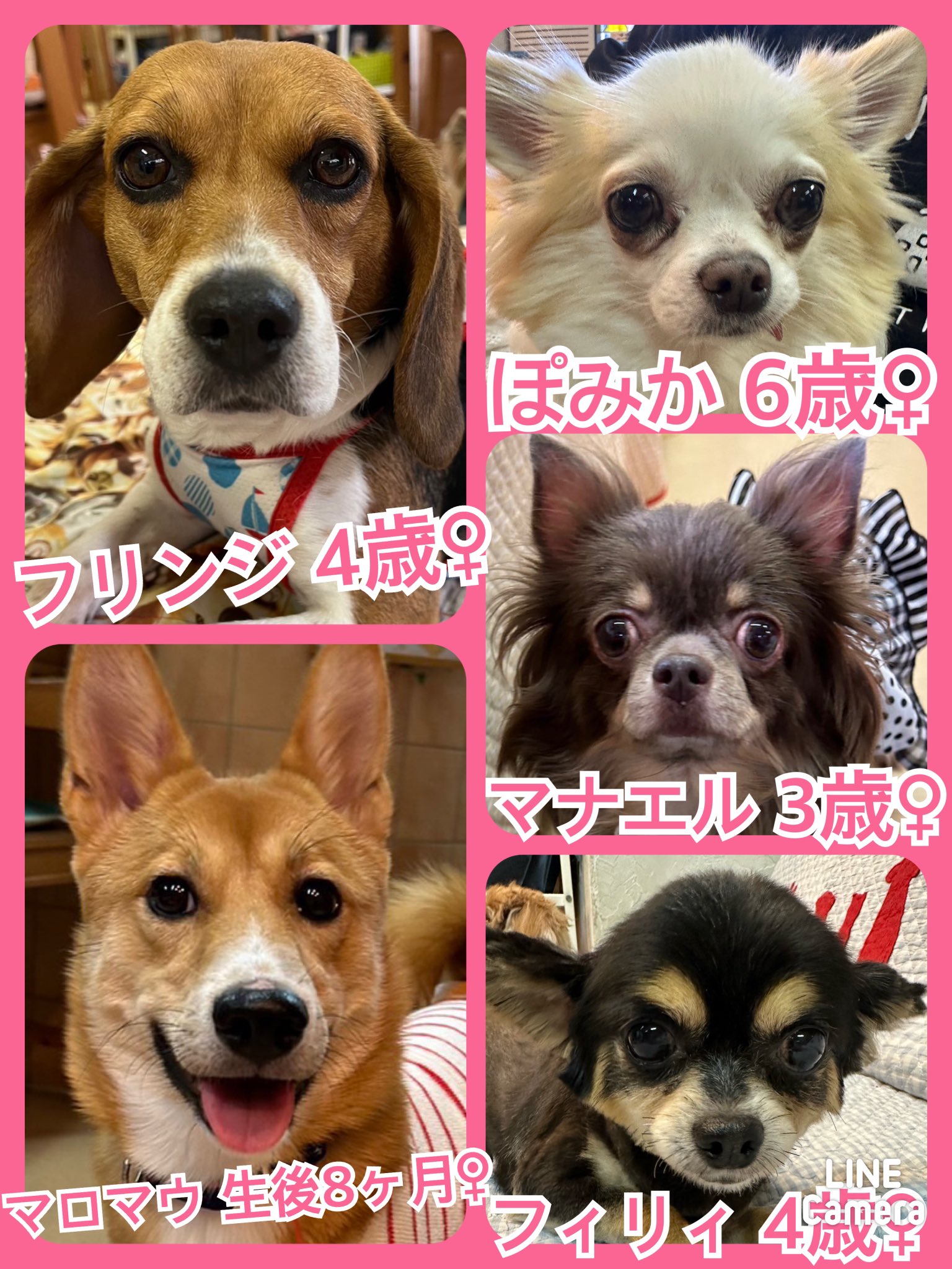 🐾今日の里親様募集中ワンコ🐶メンバーです🐾2023,9,24【保護犬カフェ天神橋店】